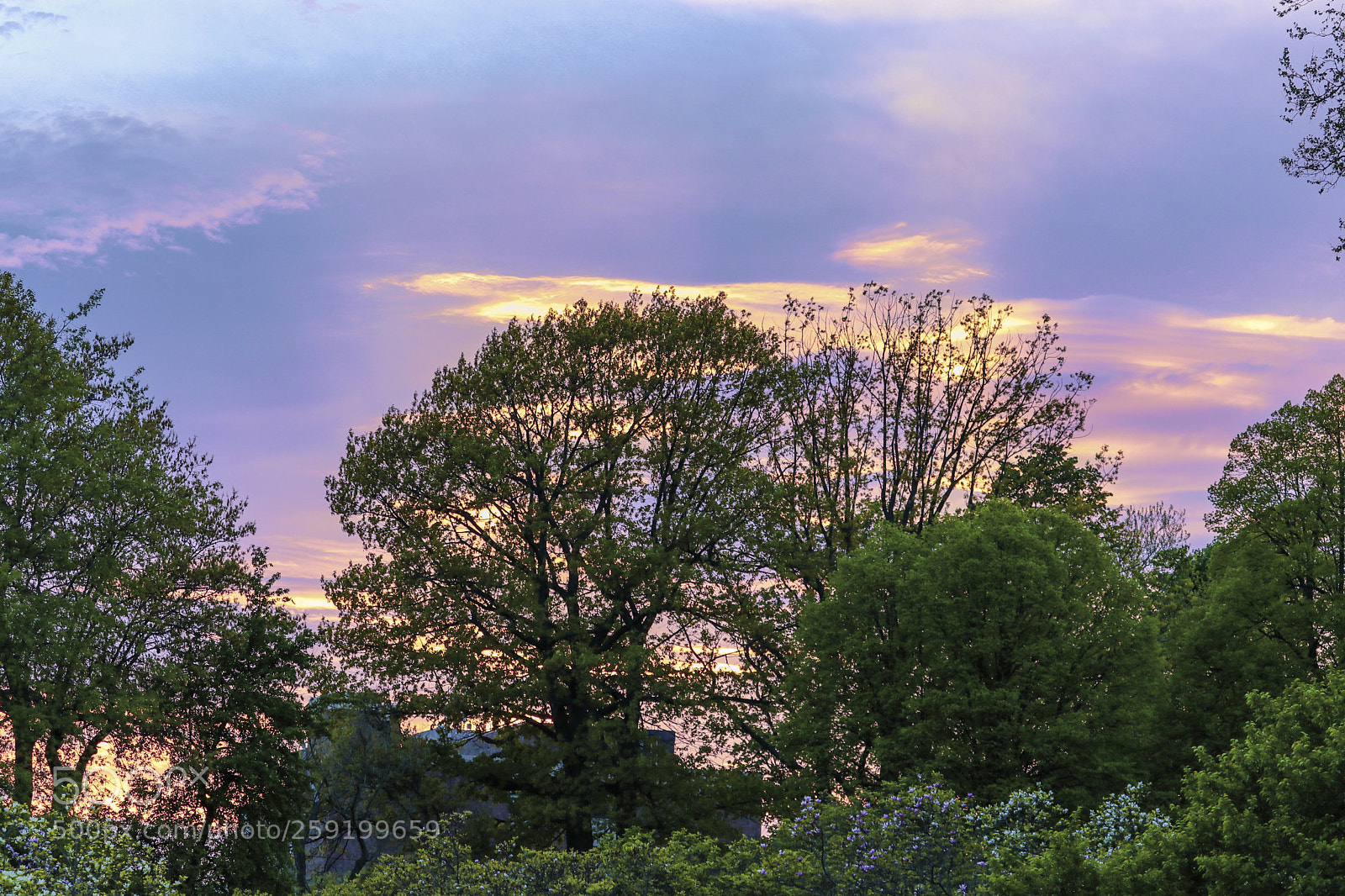 Canon EOS 80D sample photo. Rochester lilac festival 2018 photography