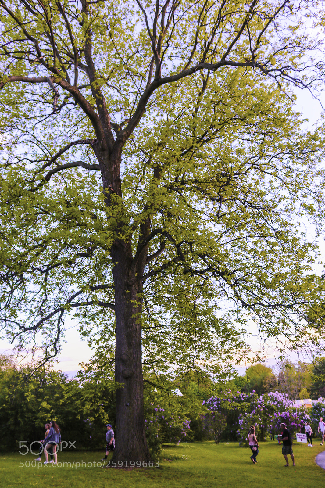 Canon EOS 80D sample photo. Rochester lilac festival 2018 photography
