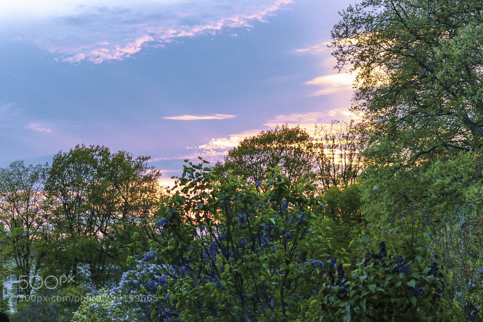 Canon EOS 80D sample photo. Rochester lilac festival 2018 photography