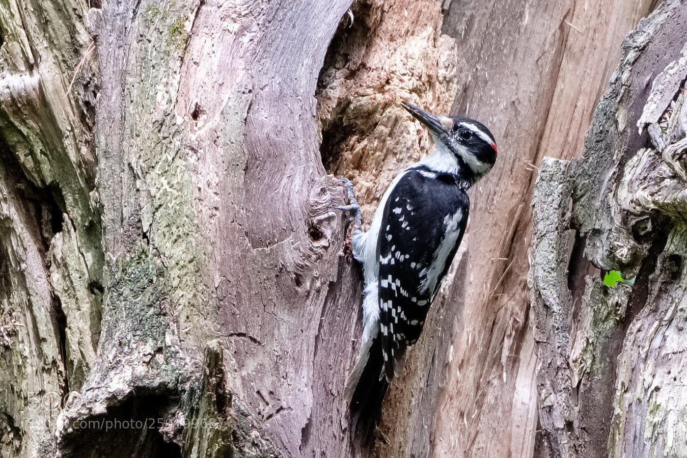 Fujifilm X-T2 sample photo. Woodpecker photography