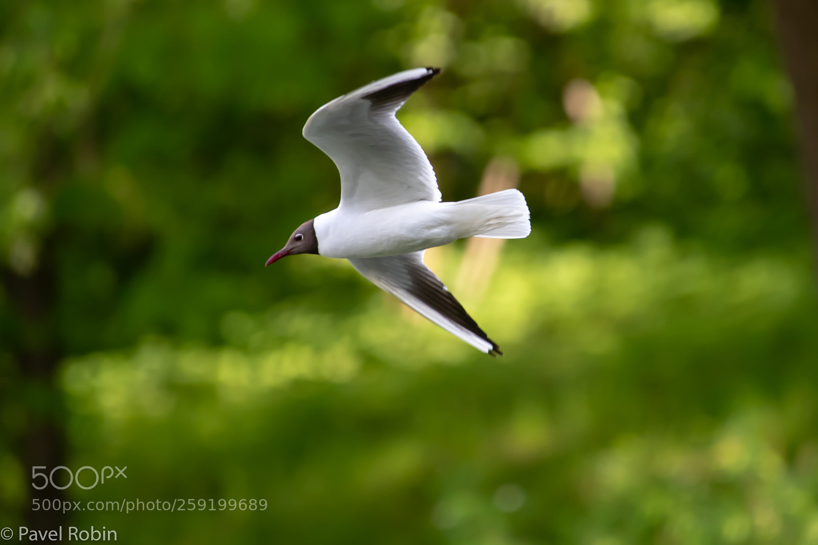 Nikon D5 sample photo. Seagull photography