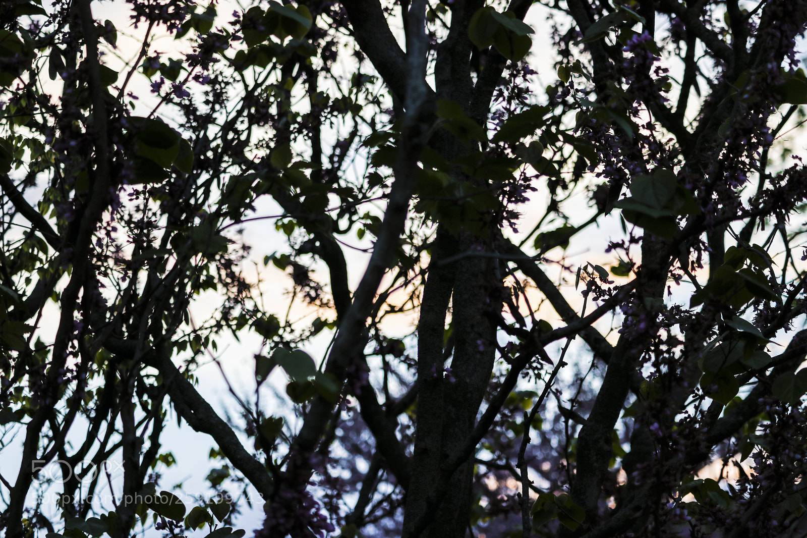 Canon EOS 80D sample photo. Rochester lilac festival 2018 photography