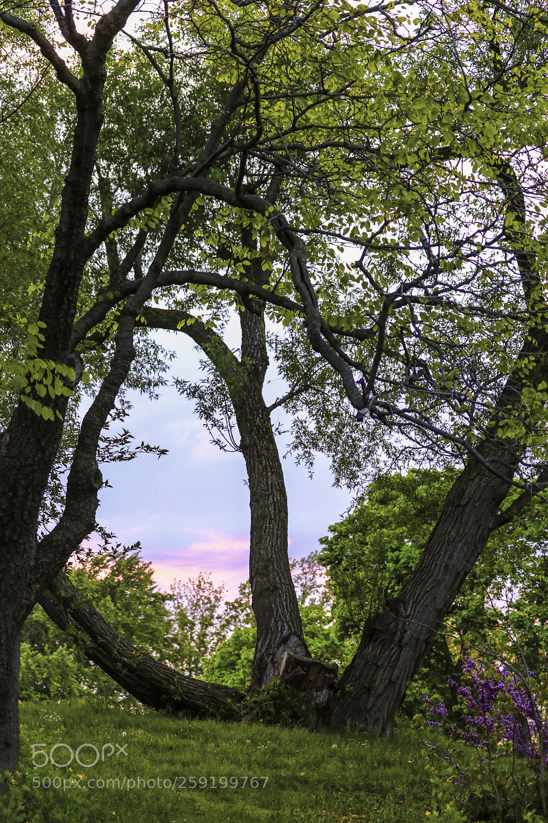 Canon EOS 80D sample photo. Rochester lilac festival 2018 photography