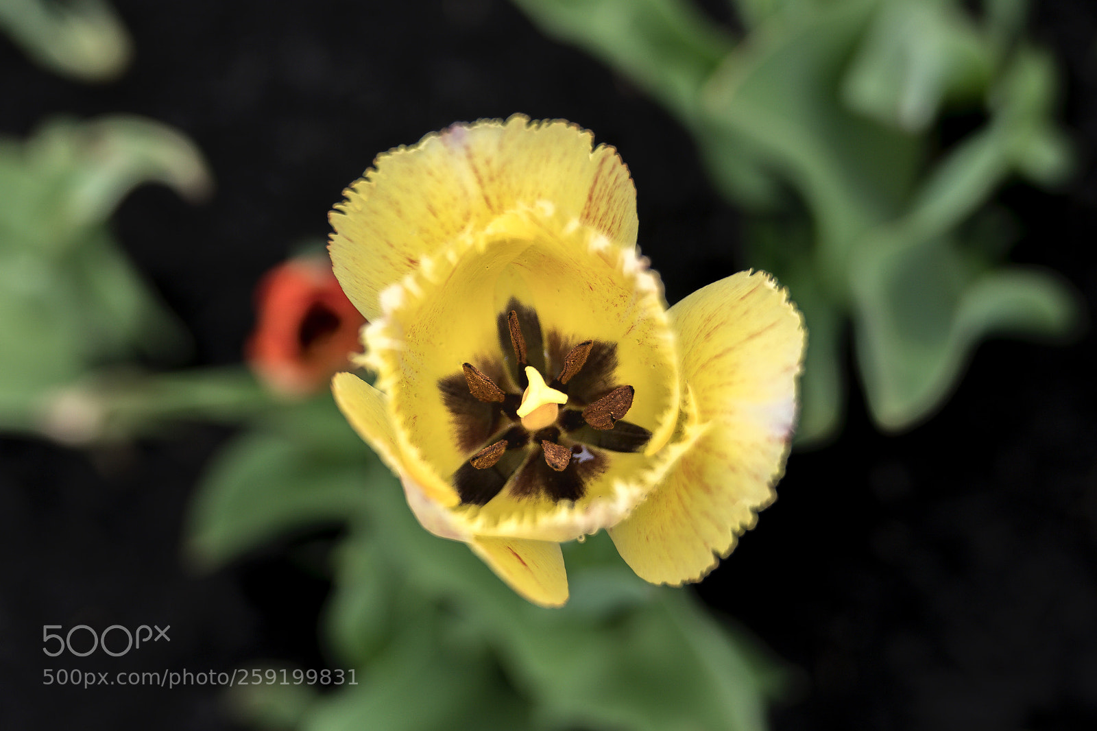 Sony a6300 sample photo. Spring flower photography