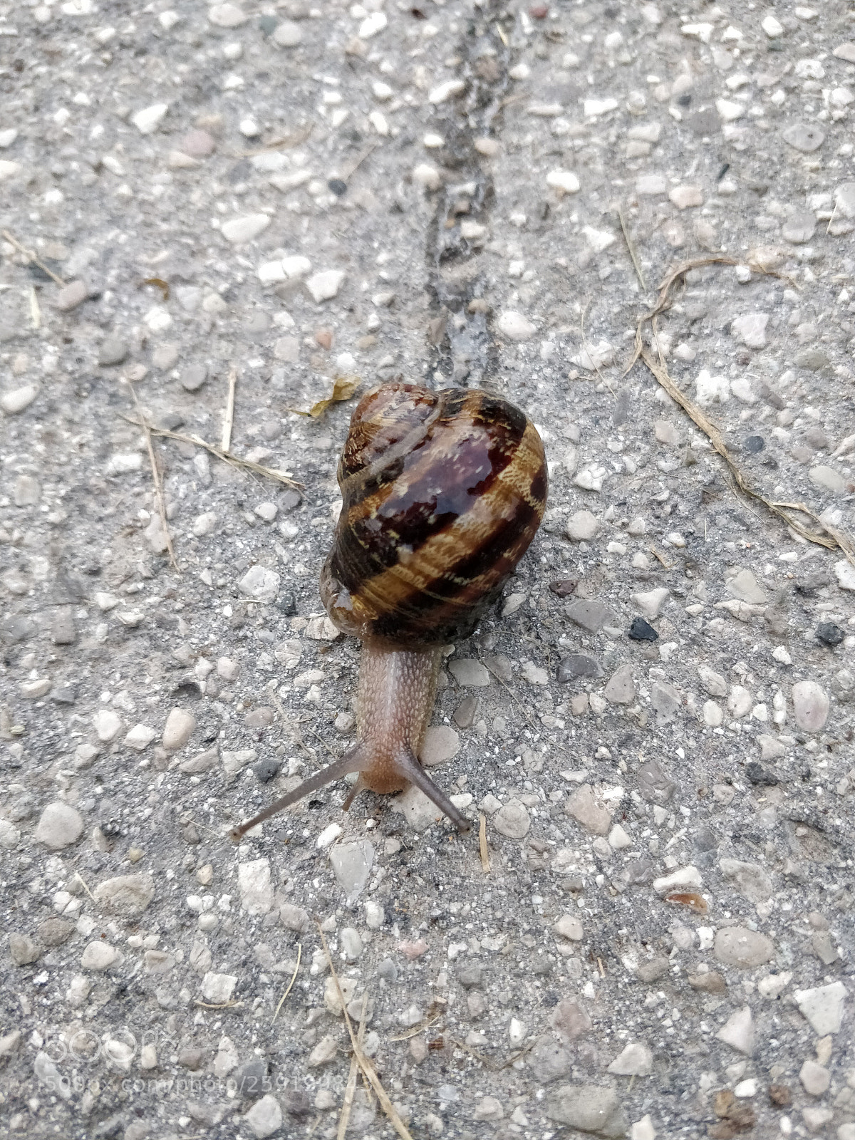 OnePlus 5T sample photo. Snail photography