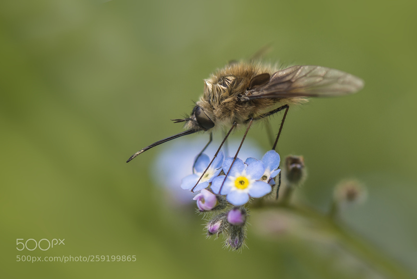 Nikon D610 sample photo. Wollschweber photography