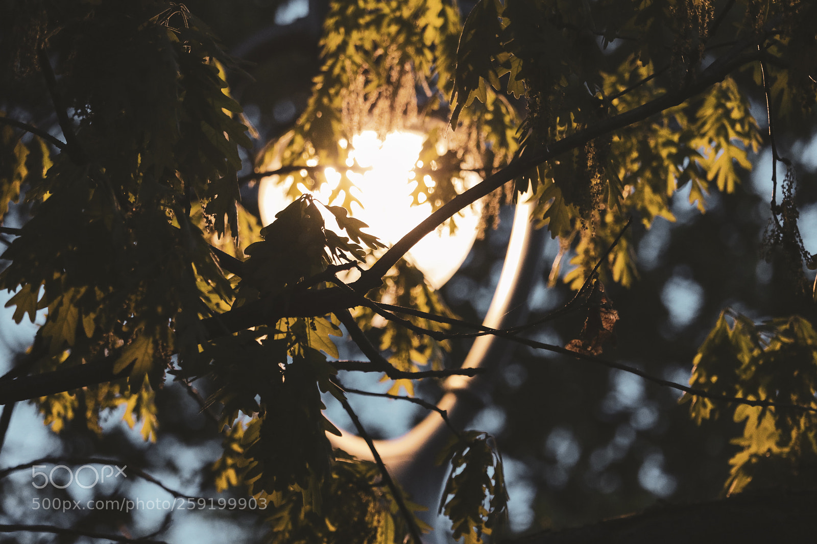 Canon EOS 80D sample photo. Rochester lilac festival 2018 photography