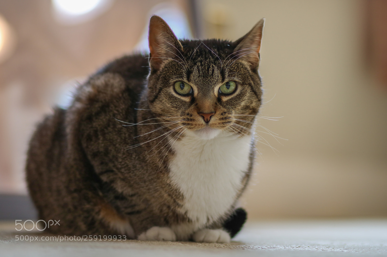 Canon EOS 750D (EOS Rebel T6i / EOS Kiss X8i) sample photo. Lounging photography