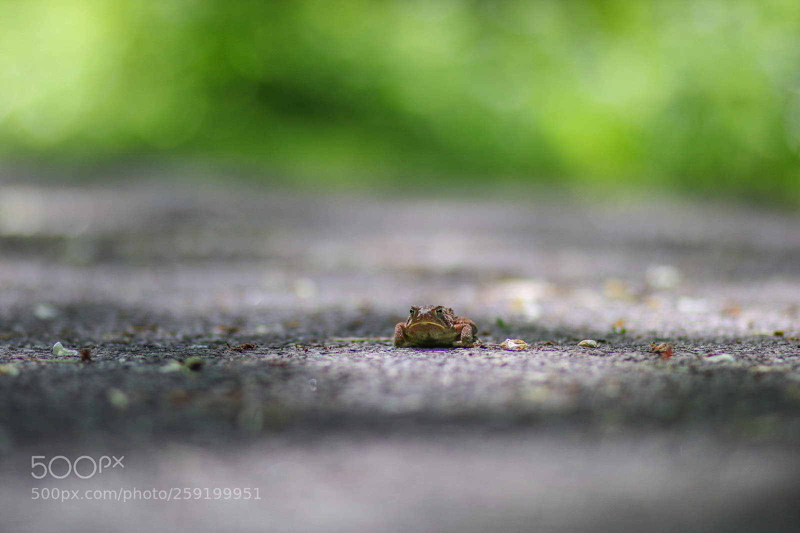 Canon EOS 750D (EOS Rebel T6i / EOS Kiss X8i) sample photo. Toad photography