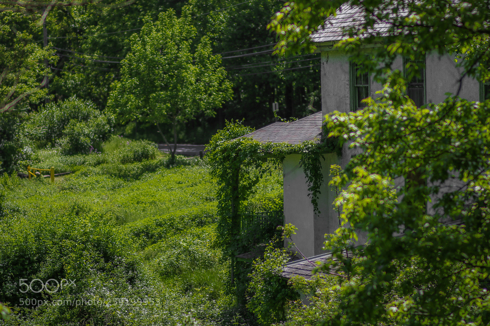 Canon EOS 750D (EOS Rebel T6i / EOS Kiss X8i) sample photo. Overgrown photography