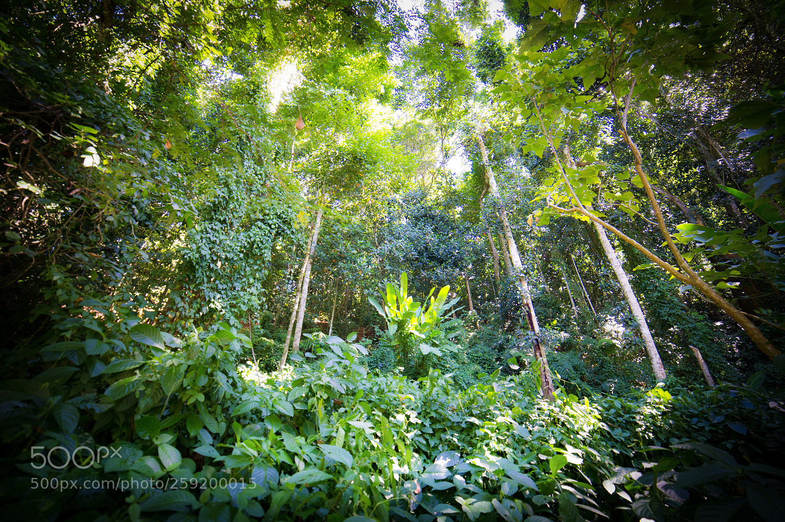 Nikon D3S sample photo. Forest photography