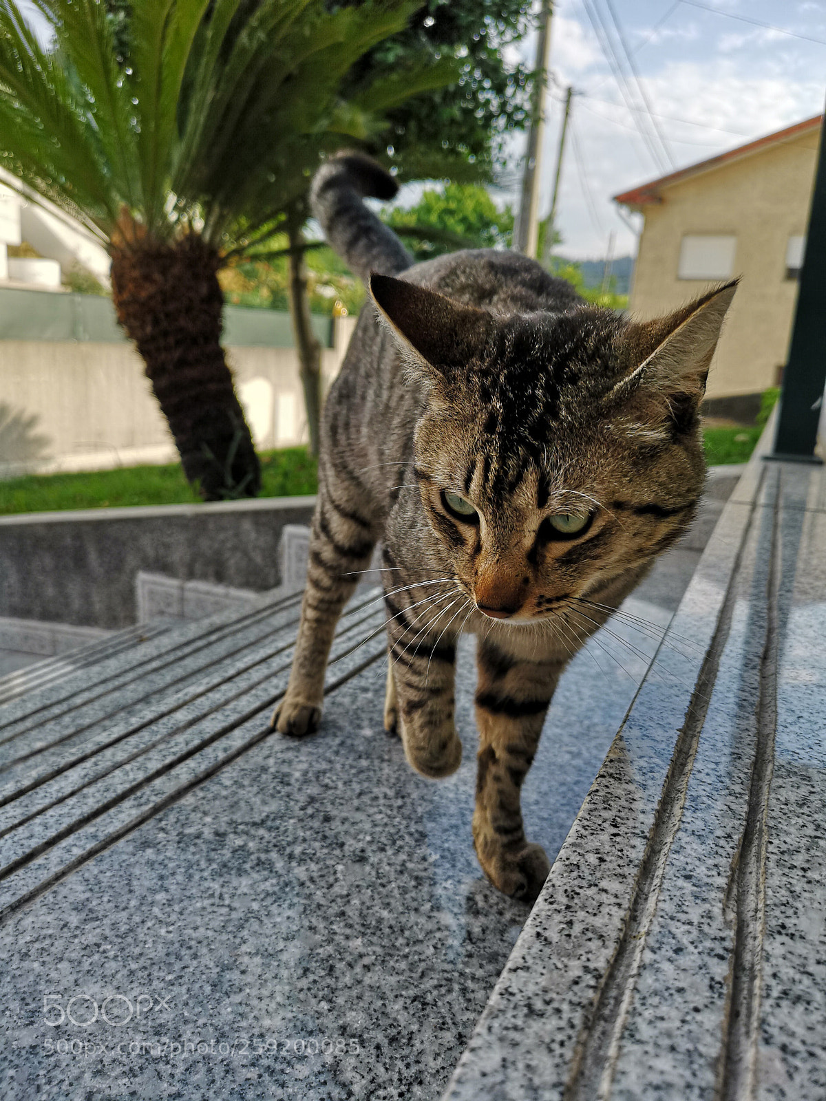 HUAWEI CLT-L29 sample photo. Cat ? photography