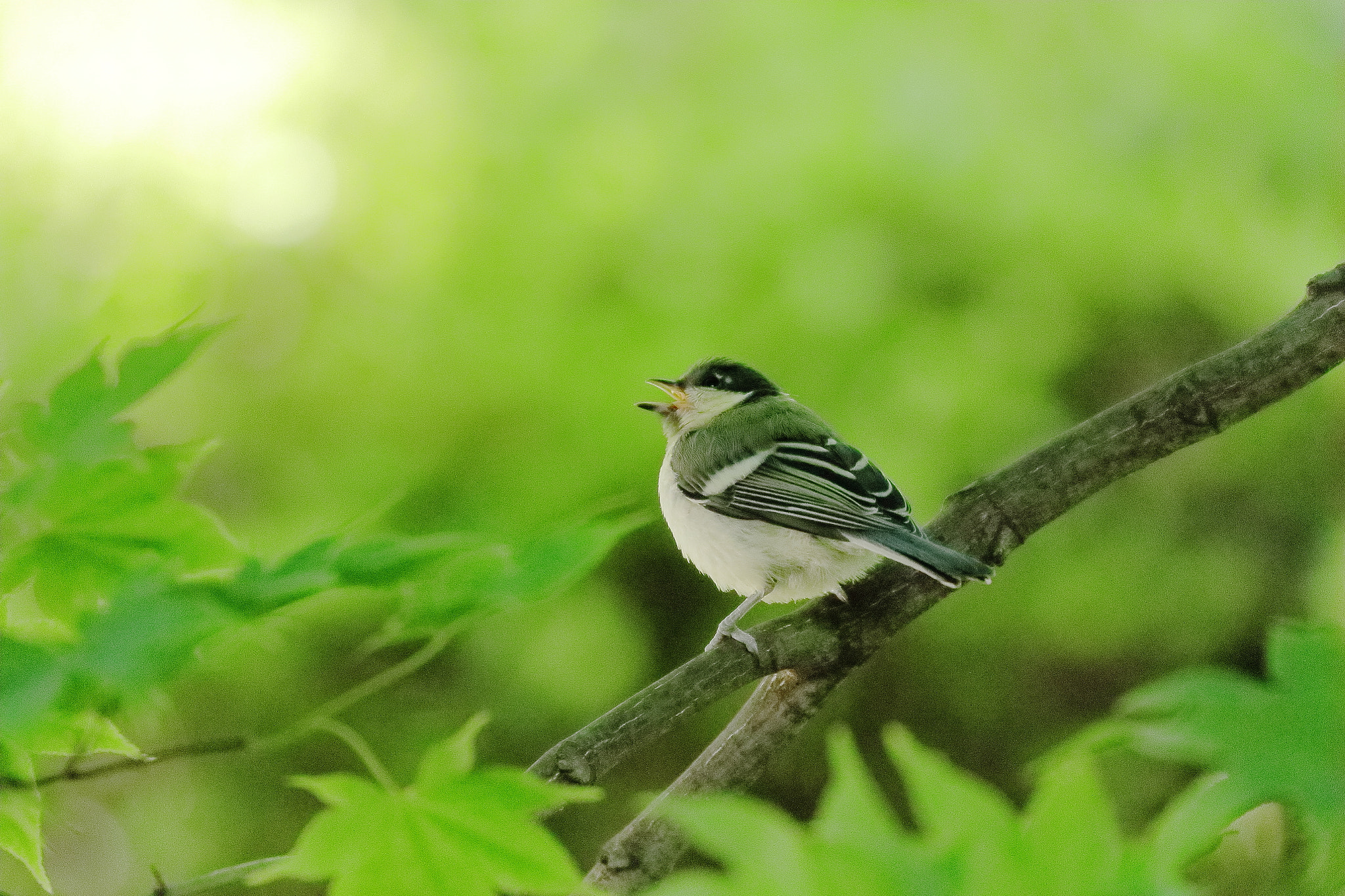 Canon EOS 7D Mark II sample photo. Baby bird 7i2a4125 photography