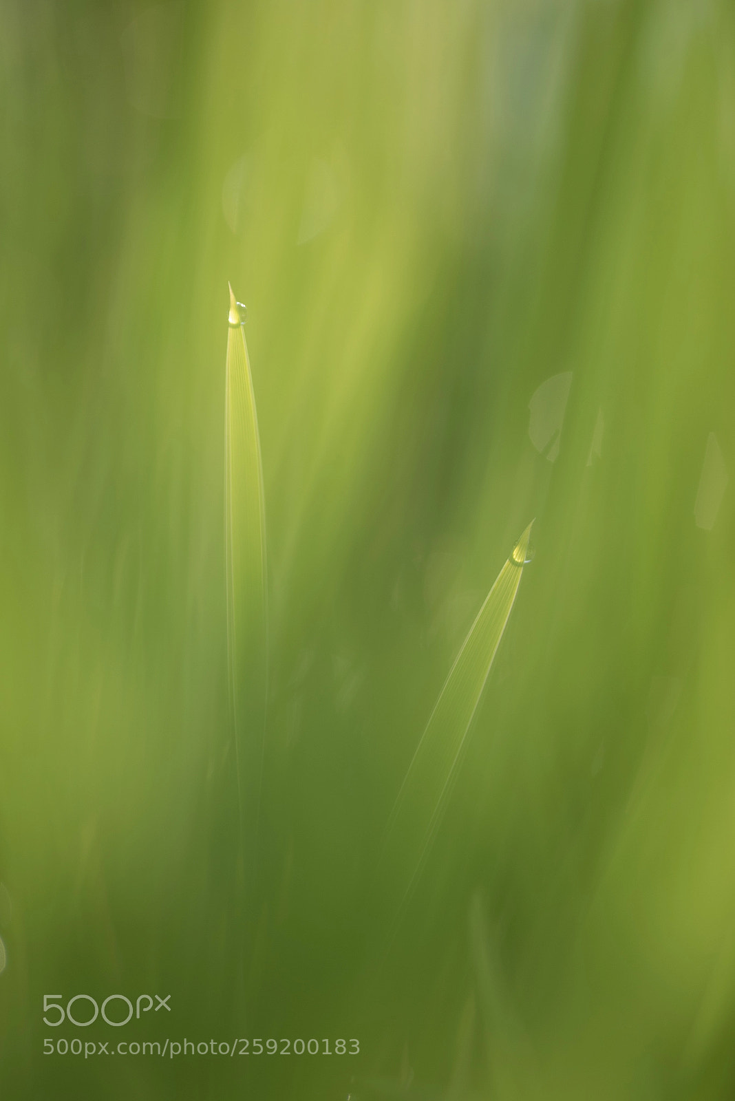 Nikon D750 sample photo. Discret photography