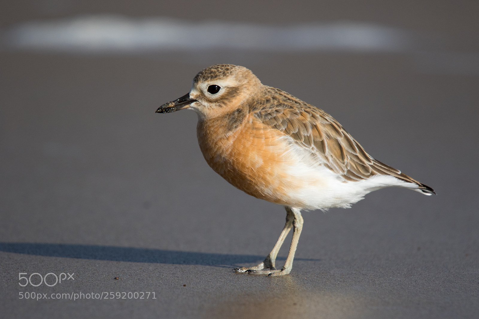 Canon EOS 7D Mark II sample photo. Northern new zealand dotterel photography