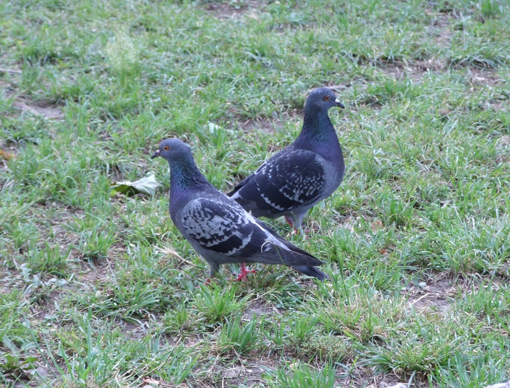 Fujifilm FinePix S6500fd sample photo. Suspicious pigeons photography