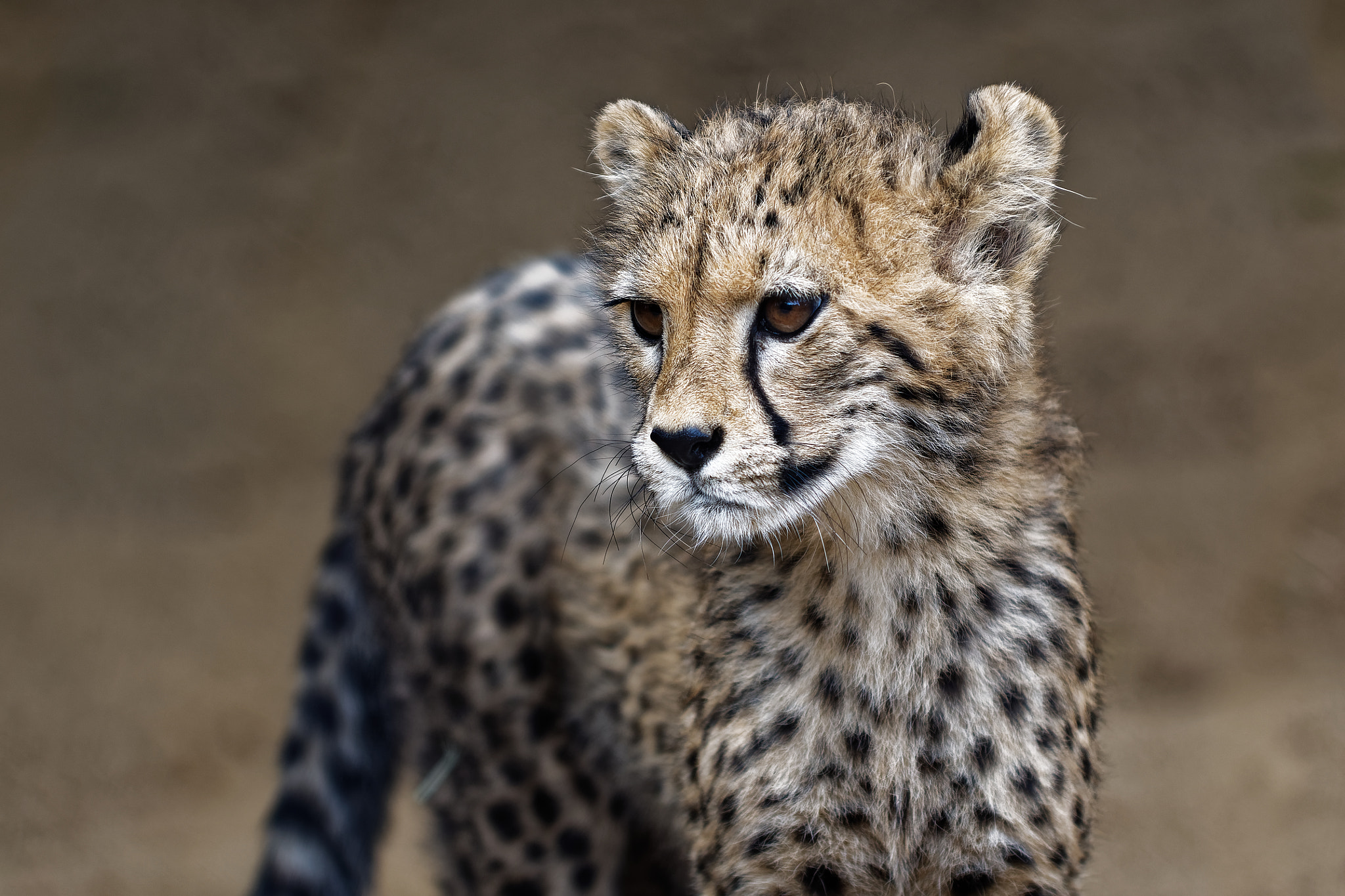 Nikon D500 sample photo. Cheetah cub photography