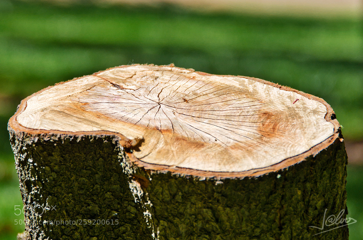 Nikon D5100 sample photo. Cut photography