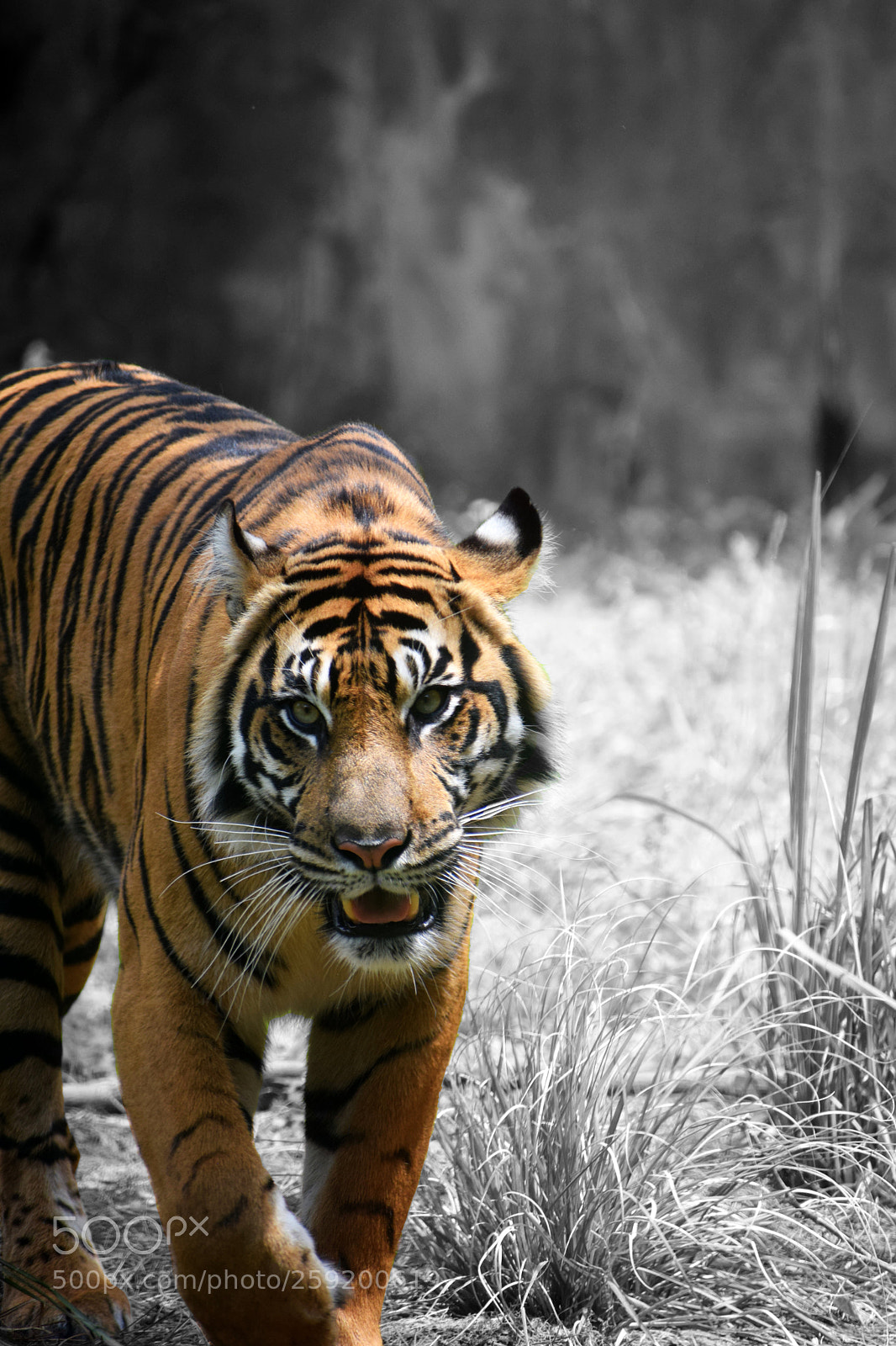 Nikon D5300 sample photo. Tiger photography