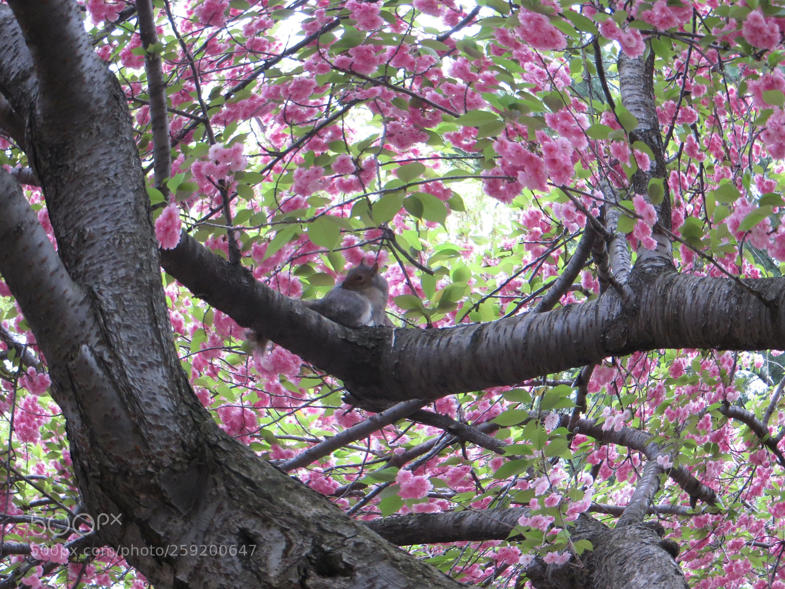 Canon PowerShot SX240 HS sample photo. Blossom photography