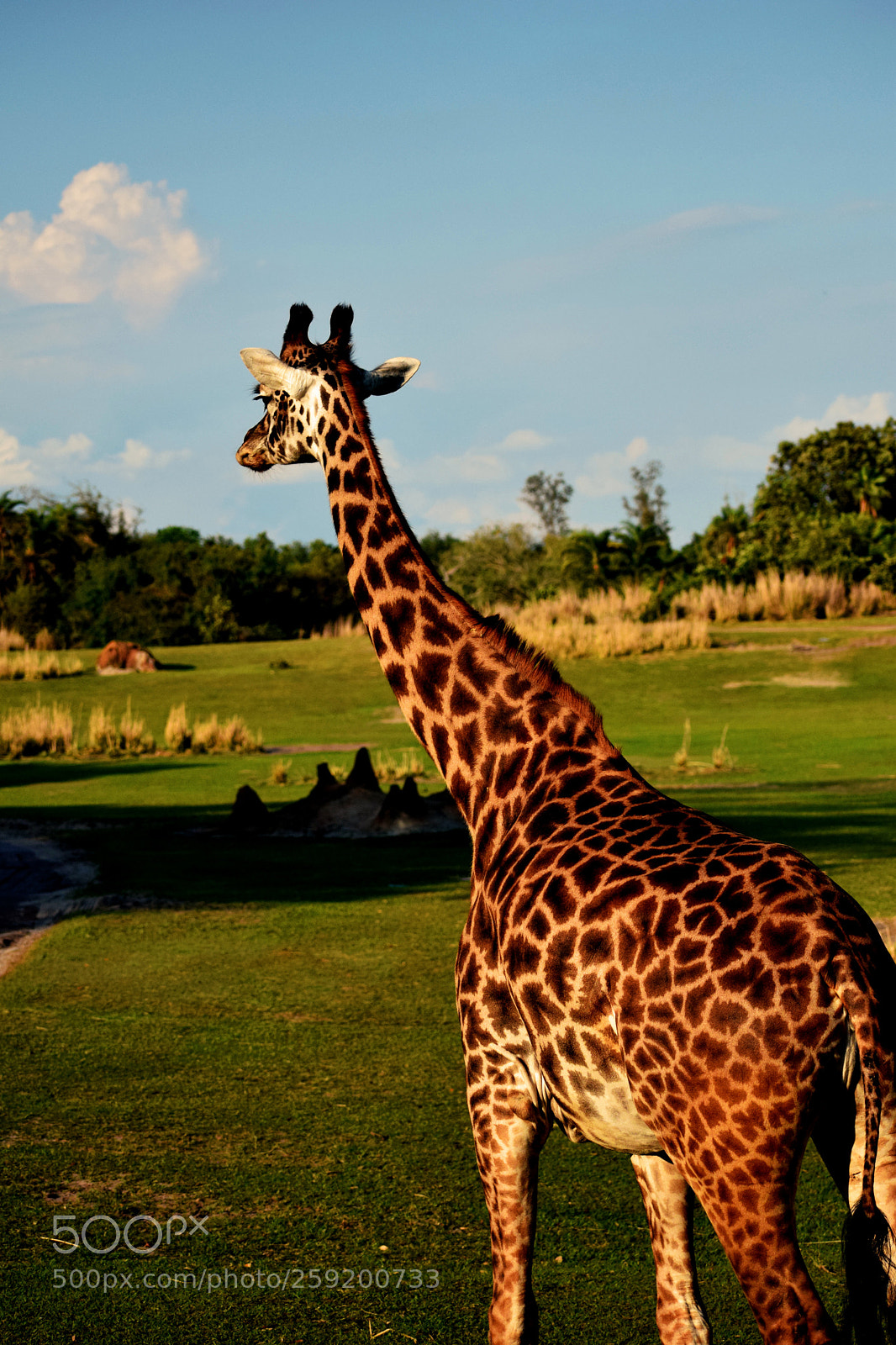 Nikon D5300 sample photo. Giraffe photography