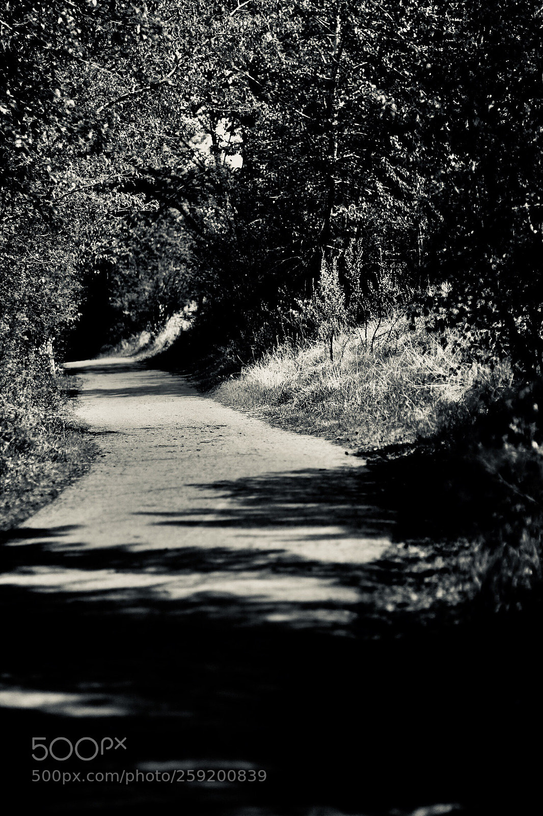 Canon EOS 60D sample photo. Show me the way photography