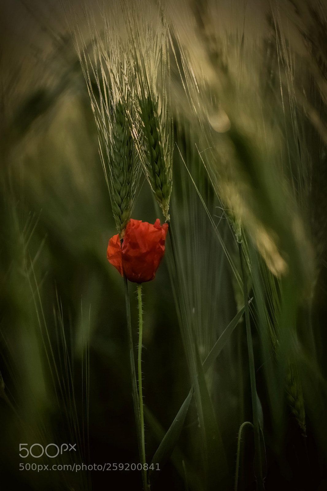 Nikon D5500 sample photo. Between the twilight zone photography