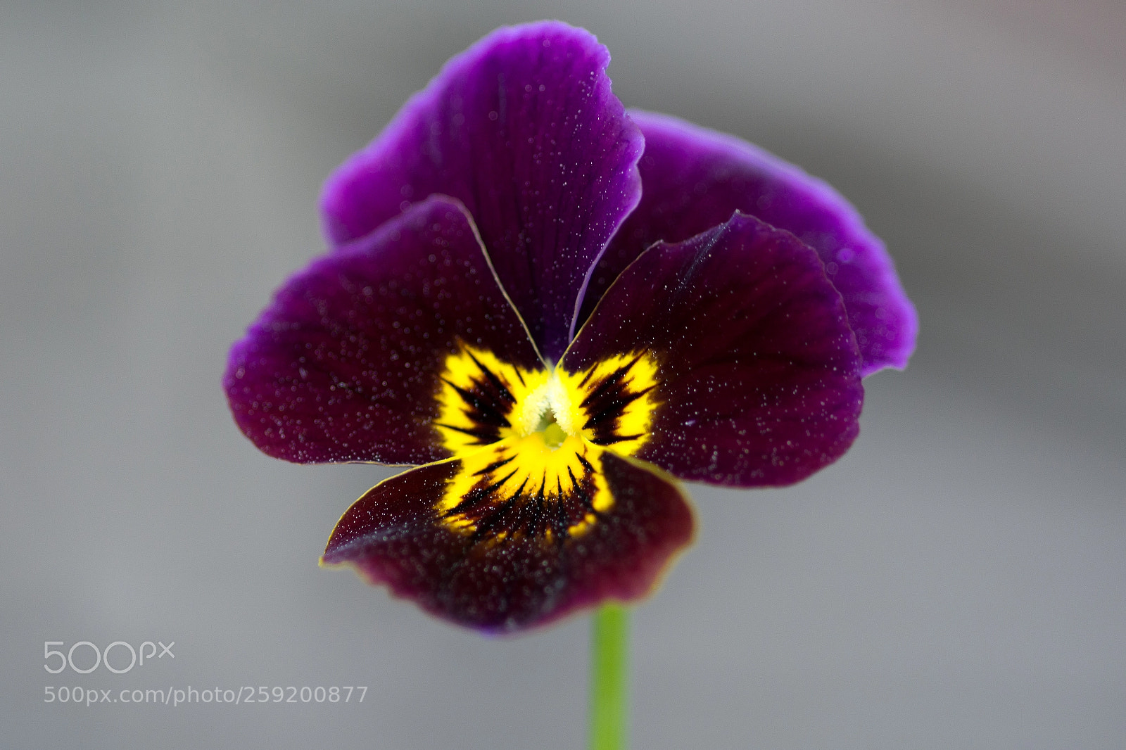 Nikon D7100 sample photo. Viola cornuta photography