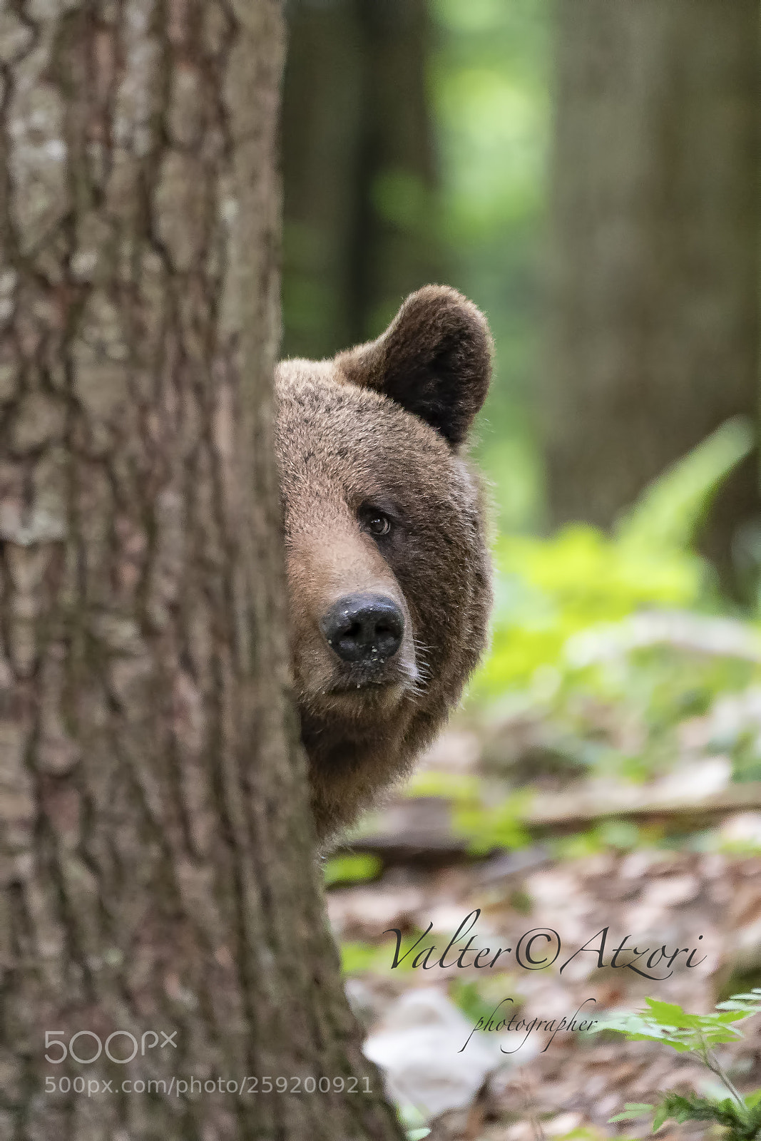 Sony a9 sample photo. I look at you!! photography