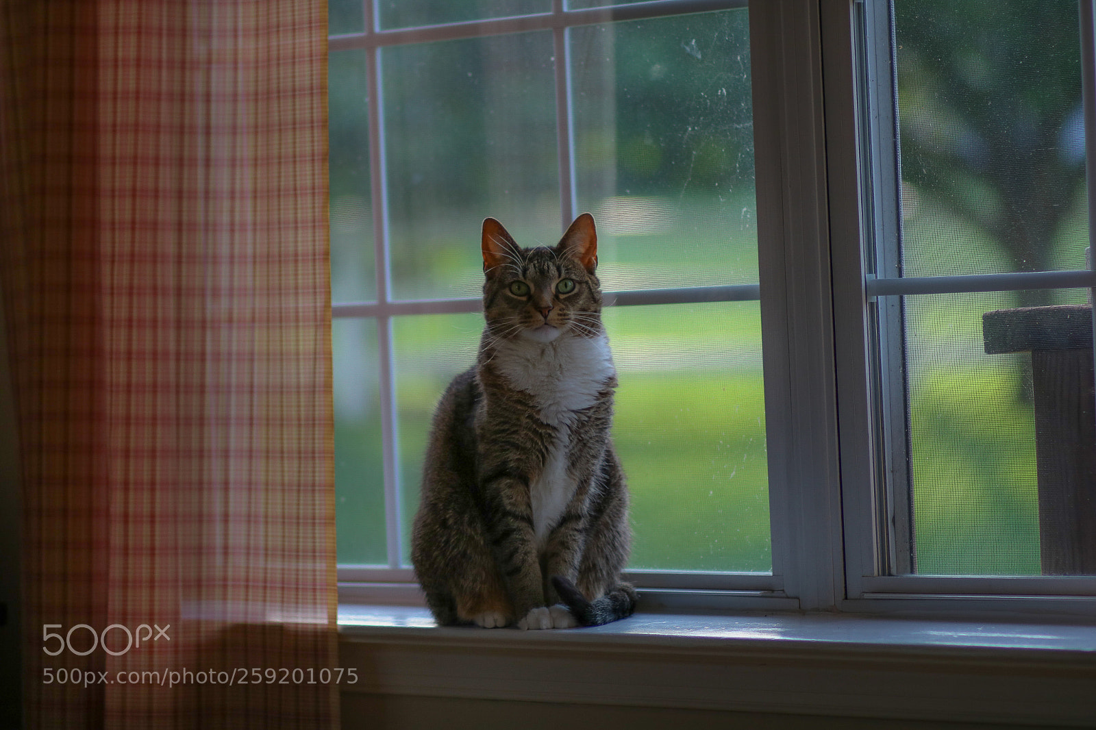 Canon EOS 750D (EOS Rebel T6i / EOS Kiss X8i) sample photo. Windowsill photography