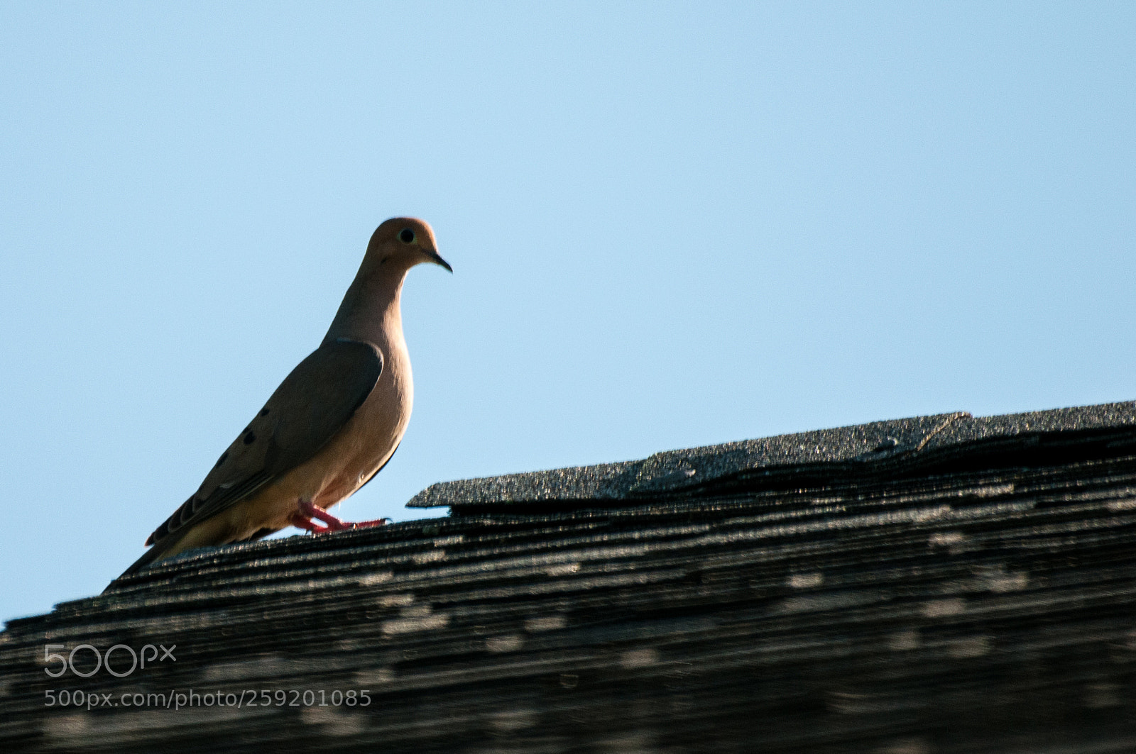 Nikon D300 sample photo. Mourning dove photography