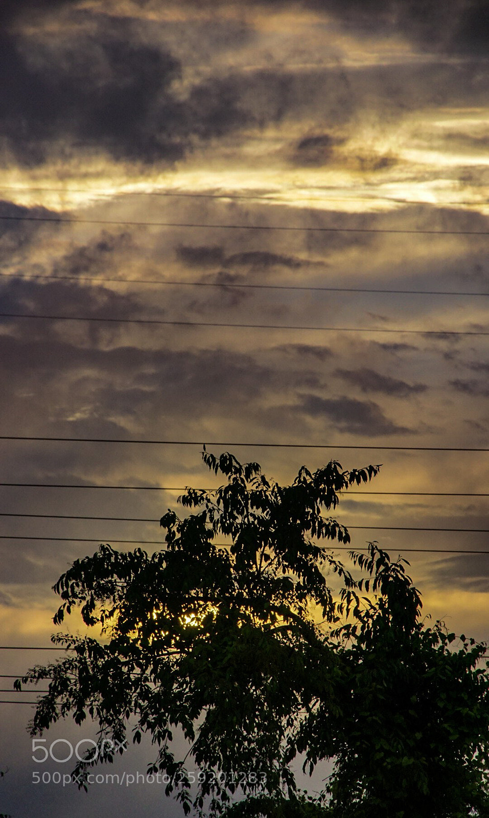 Sony a6000 sample photo. Where the leaves meet photography