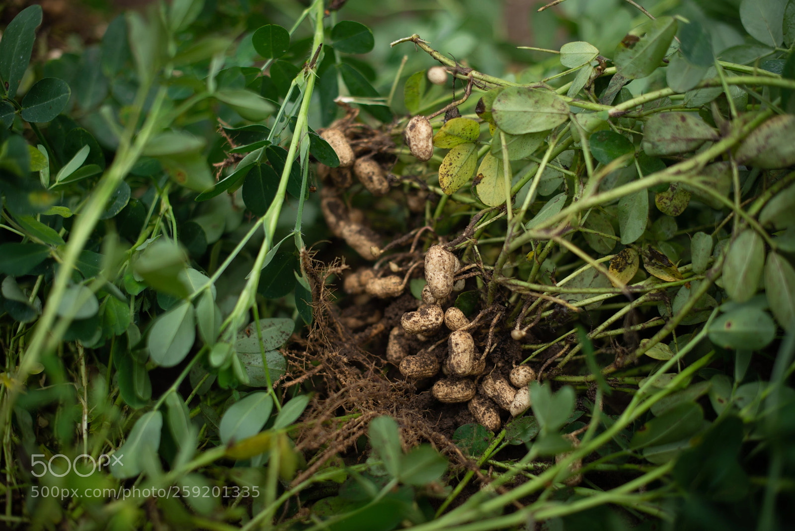 Nikon D610 sample photo. Fresh from the ground photography