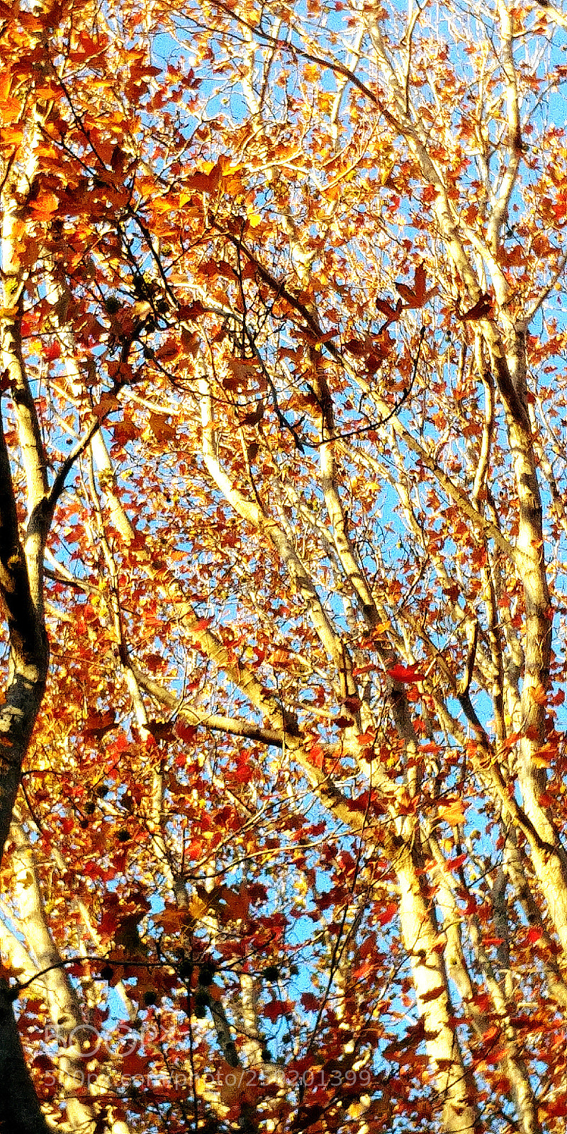 LG G6 sample photo. Autum photography