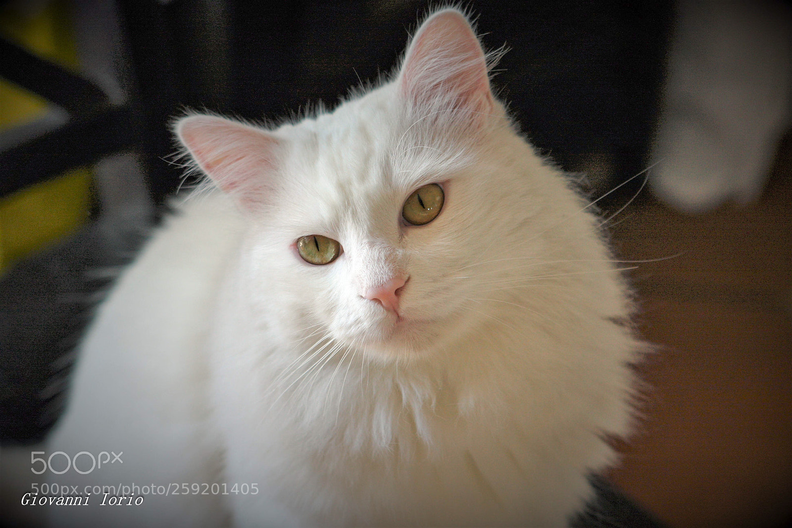 Canon EOS 40D sample photo. Muzzi  photography