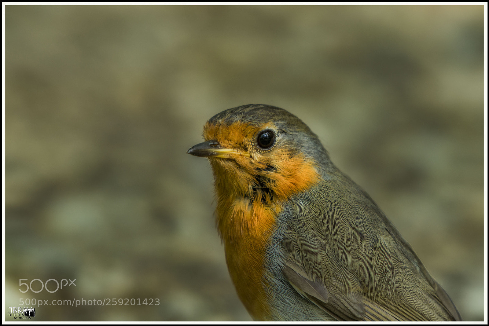 Nikon D7200 sample photo. European robin portrait photography