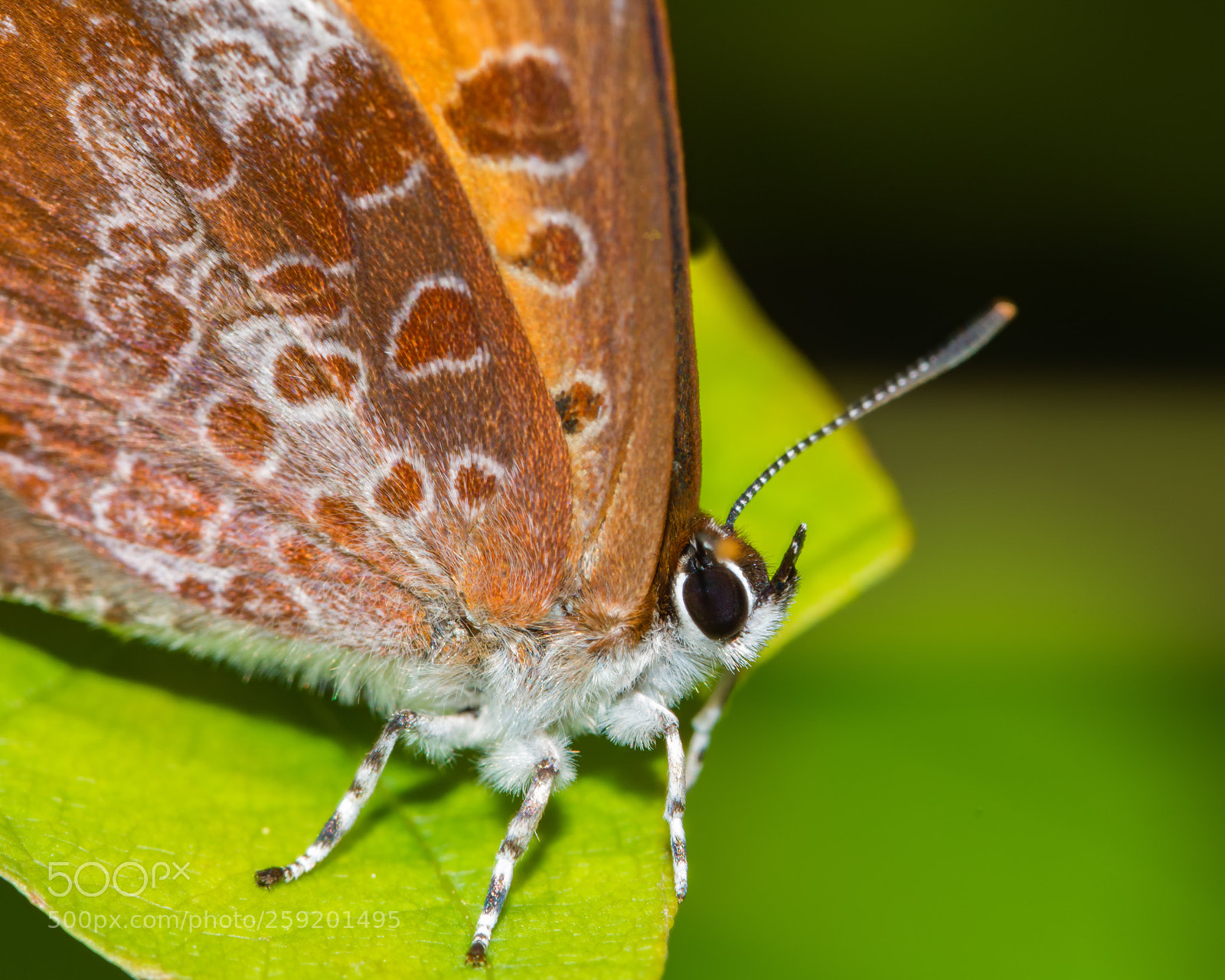 Nikon D7200 sample photo. Harvester face photography