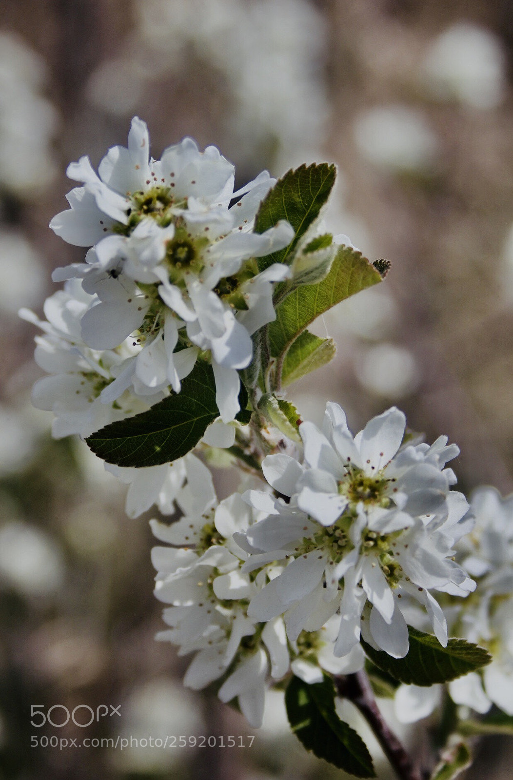 Canon EOS 60D sample photo. Flores al sol photography