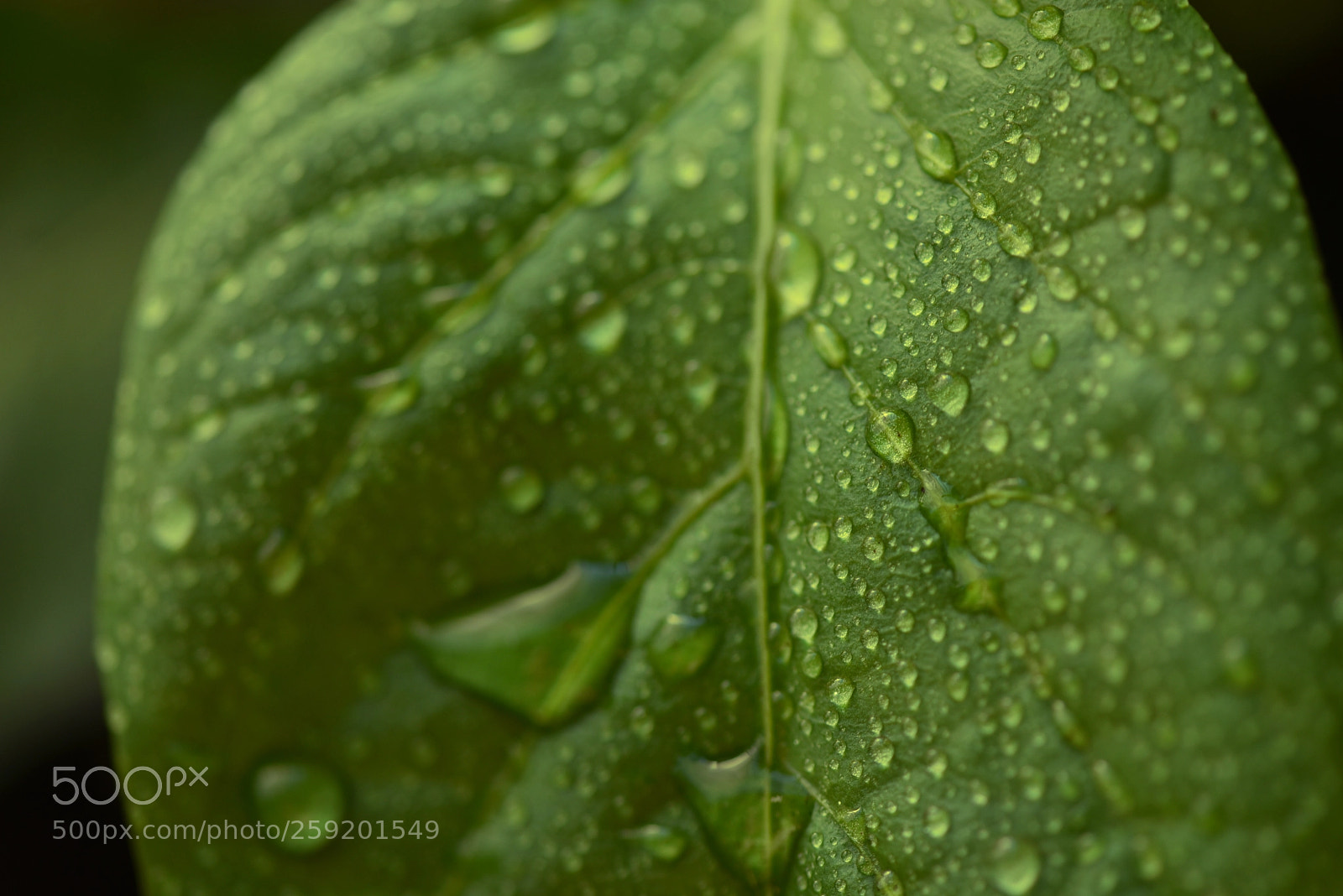 Nikon D750 sample photo. Leafy freshness photography