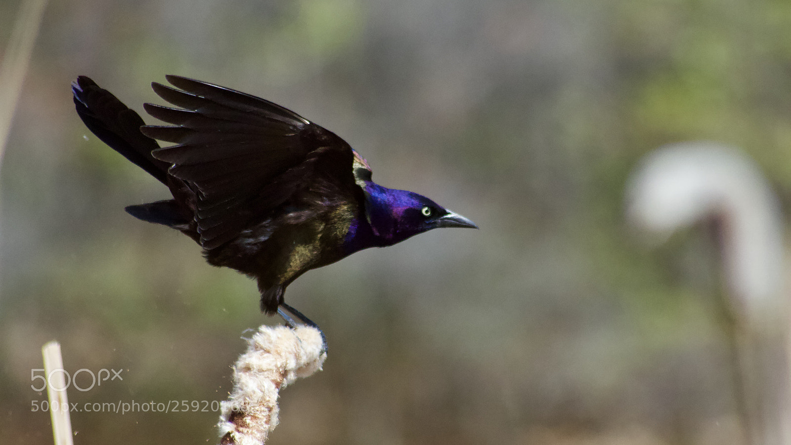 Canon EOS 60D sample photo. Common grackle photography