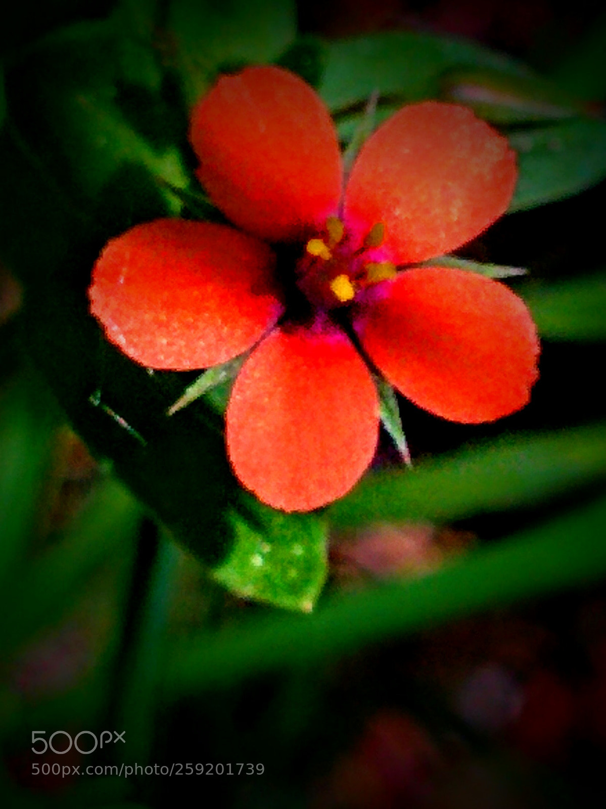LG Nexus 5 sample photo. Scarlet pimpernel photography