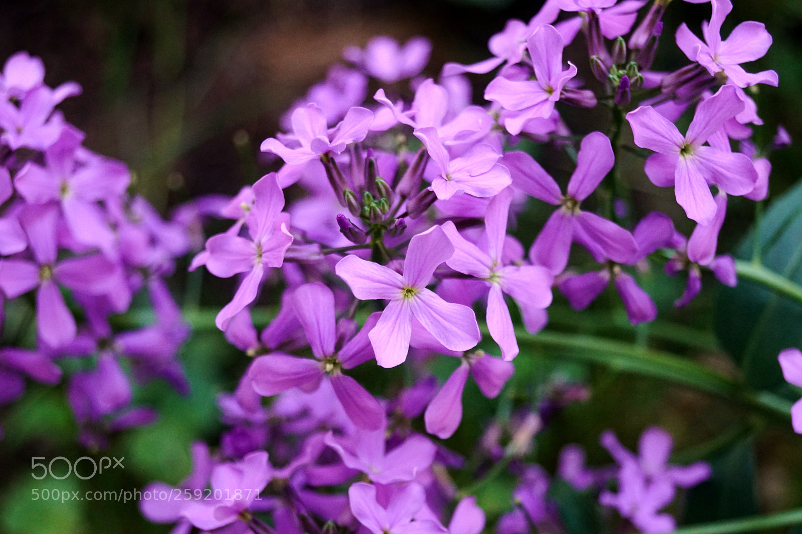 Sony SLT-A68 sample photo. Little beauties photography