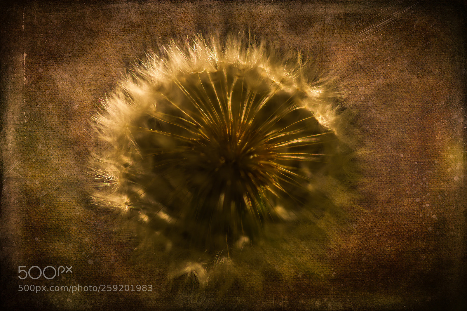 Nikon D4 sample photo. Textured dandalion photography