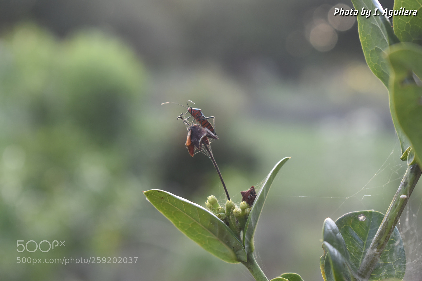 Nikon D5600 sample photo. Untitled photography