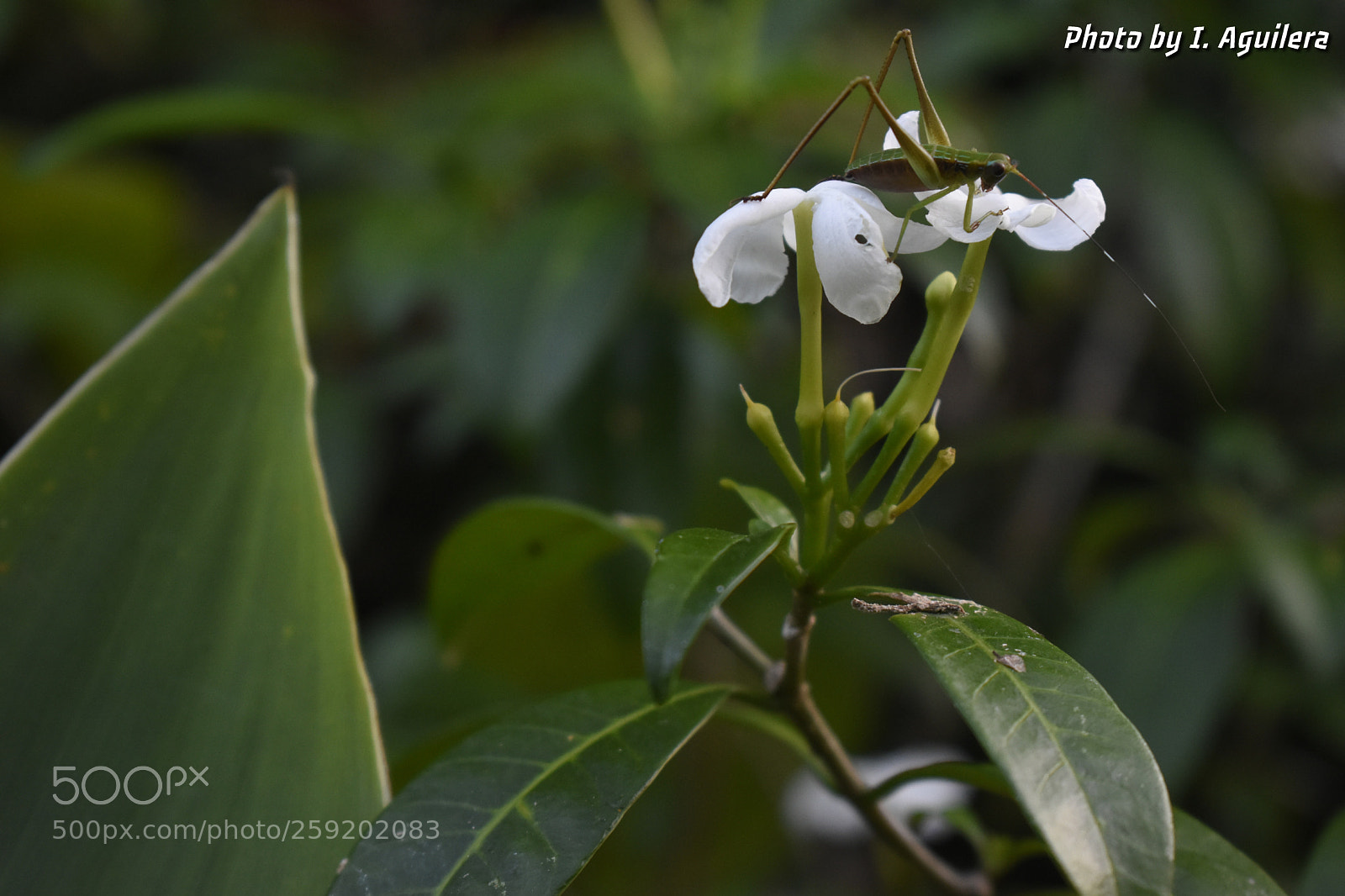 Nikon D5600 sample photo. Untitled photography