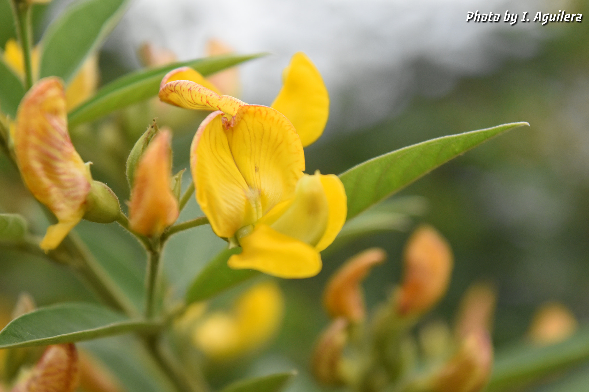 Nikon D5600 sample photo