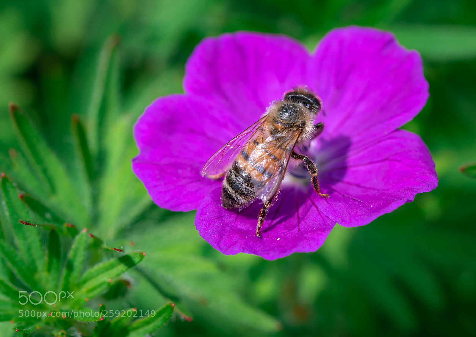 Nikon D750 sample photo. Bee 5 photography