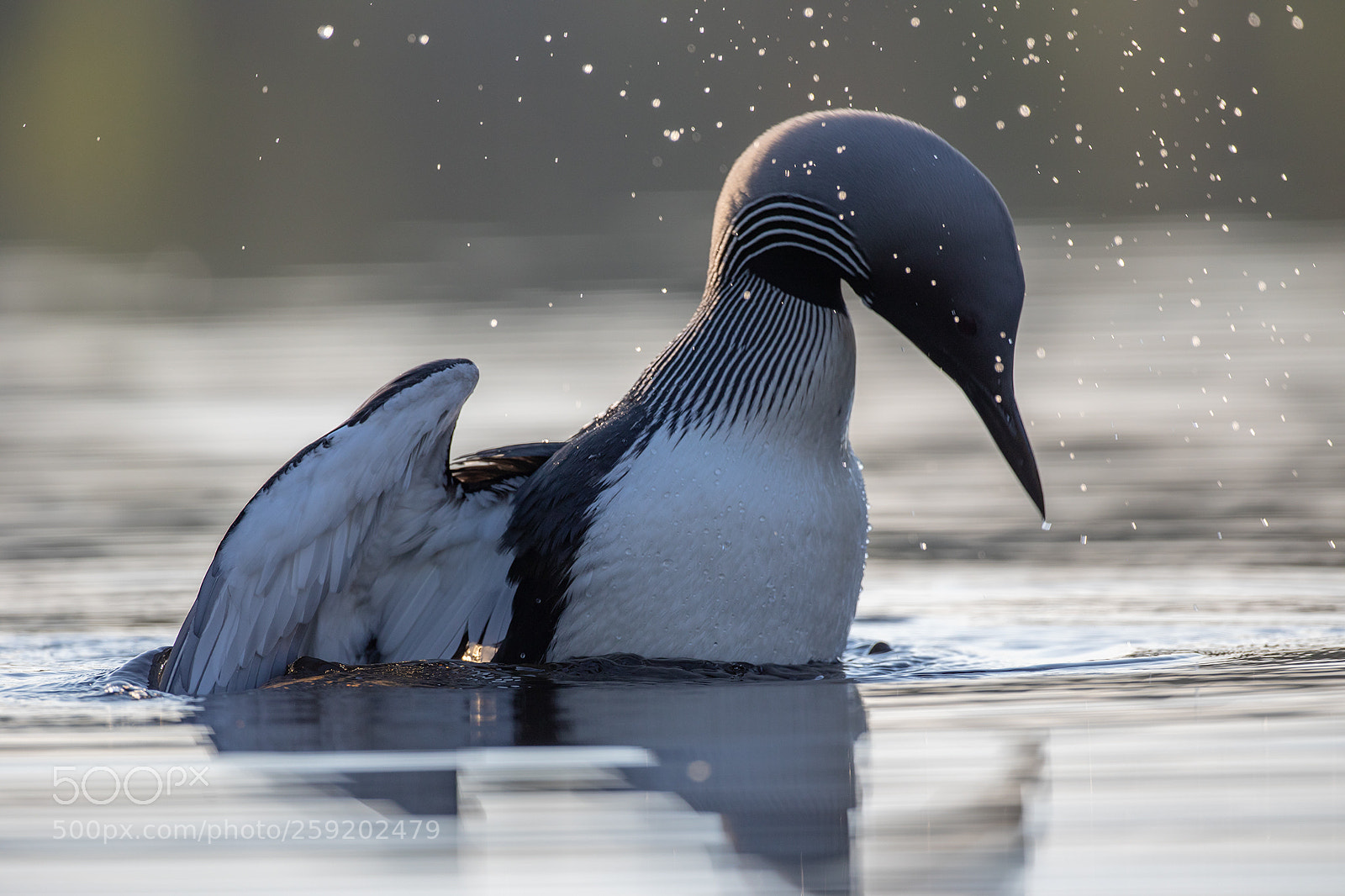Canon EOS 5D Mark IV sample photo. The dans - black-throated photography