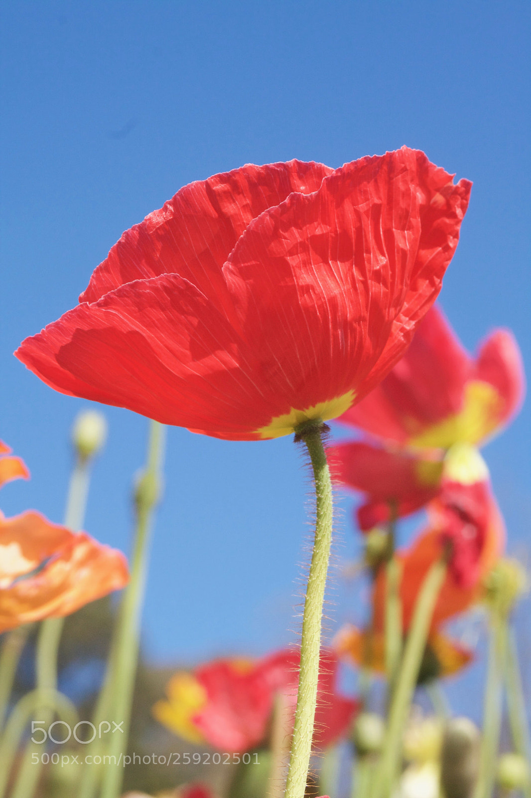 Canon EOS 1000D (EOS Digital Rebel XS / EOS Kiss F) sample photo. Poppy  photography