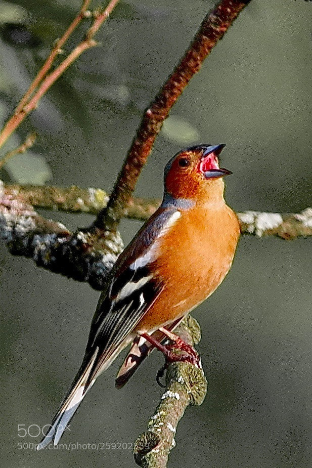 Pentax K-1 sample photo. Buchfink / chaffinch / fringilla coelebs photography